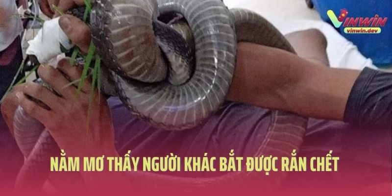 Nằm mơ thấy người khác bắt được rắn chết 