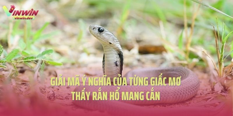 Giải mã ý nghĩa của từng giấc mơ thấy rắn hổ mang cắn 