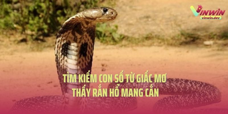Tìm kiếm con số xổ số từ giấc mơ thấy rắn hổ mang cắn
